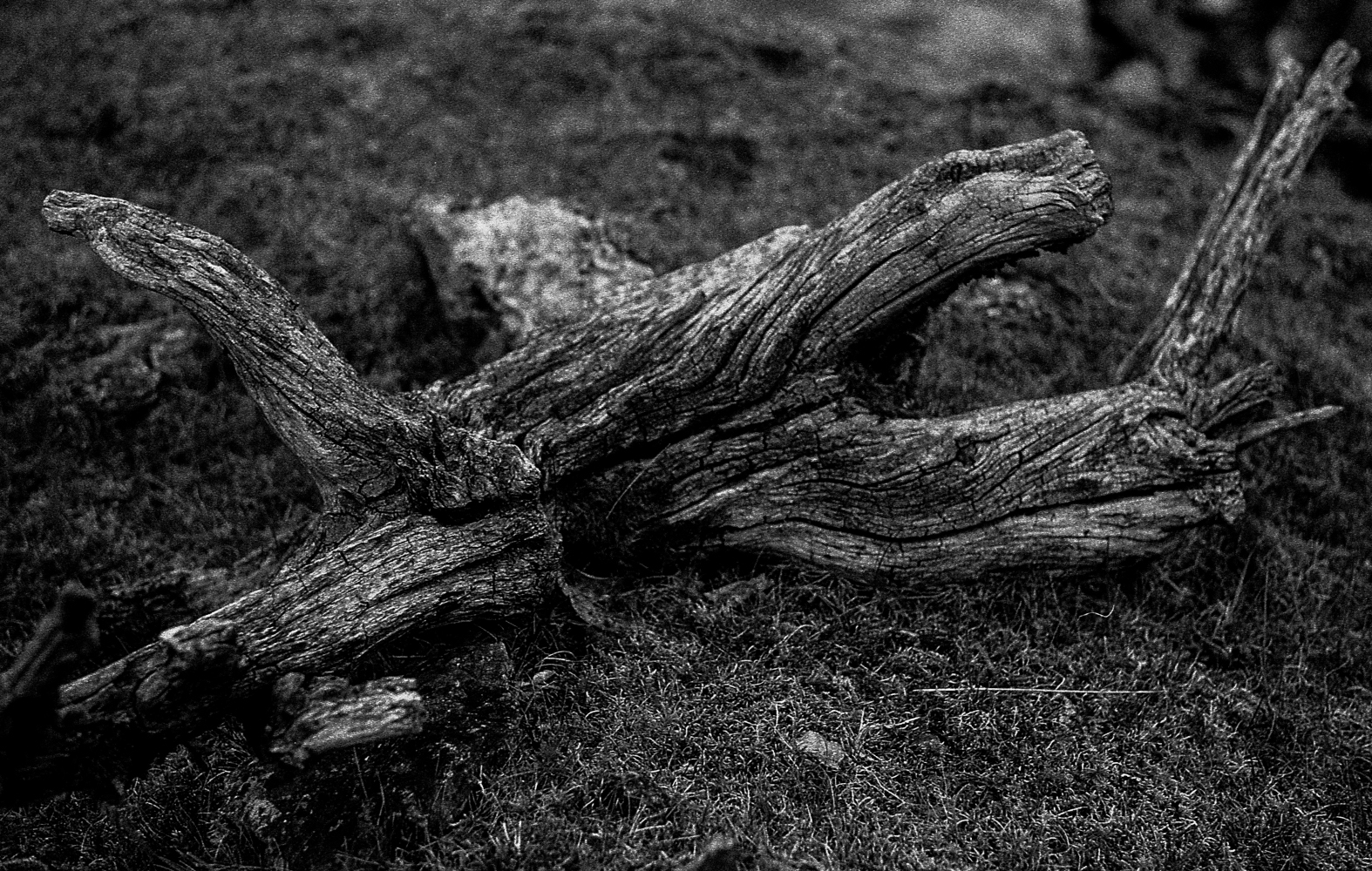 Pia Arhija Mother Nature7